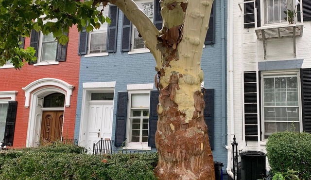 Beautiful S. Main St. Historic Row House