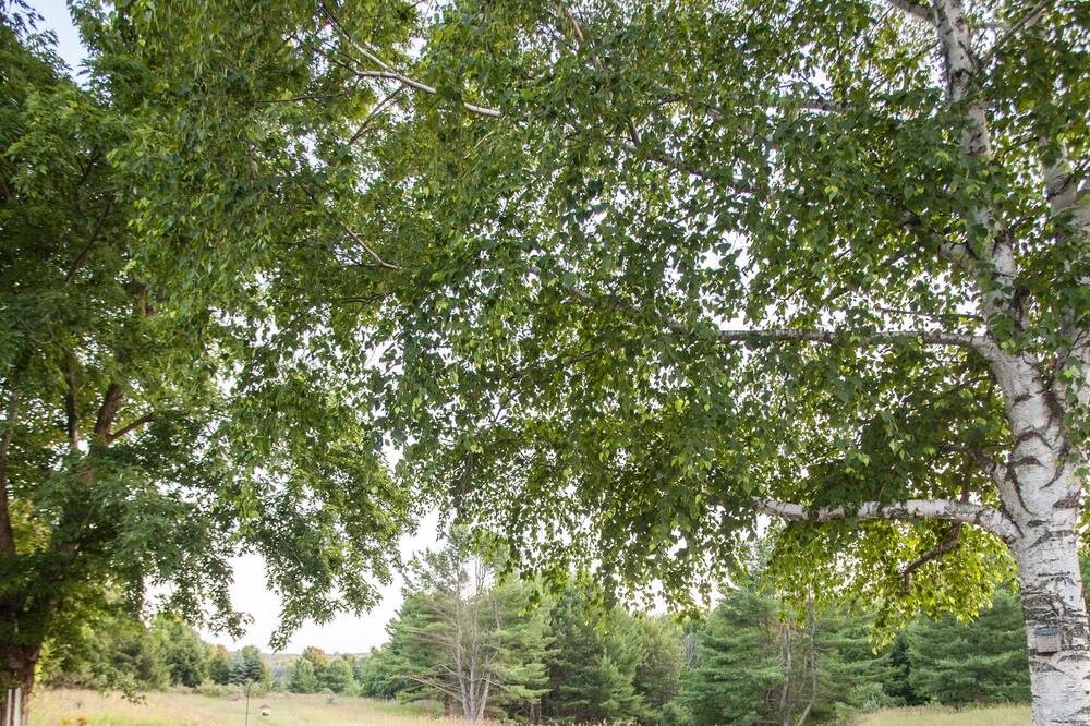 Photo of Outdoor in Alden