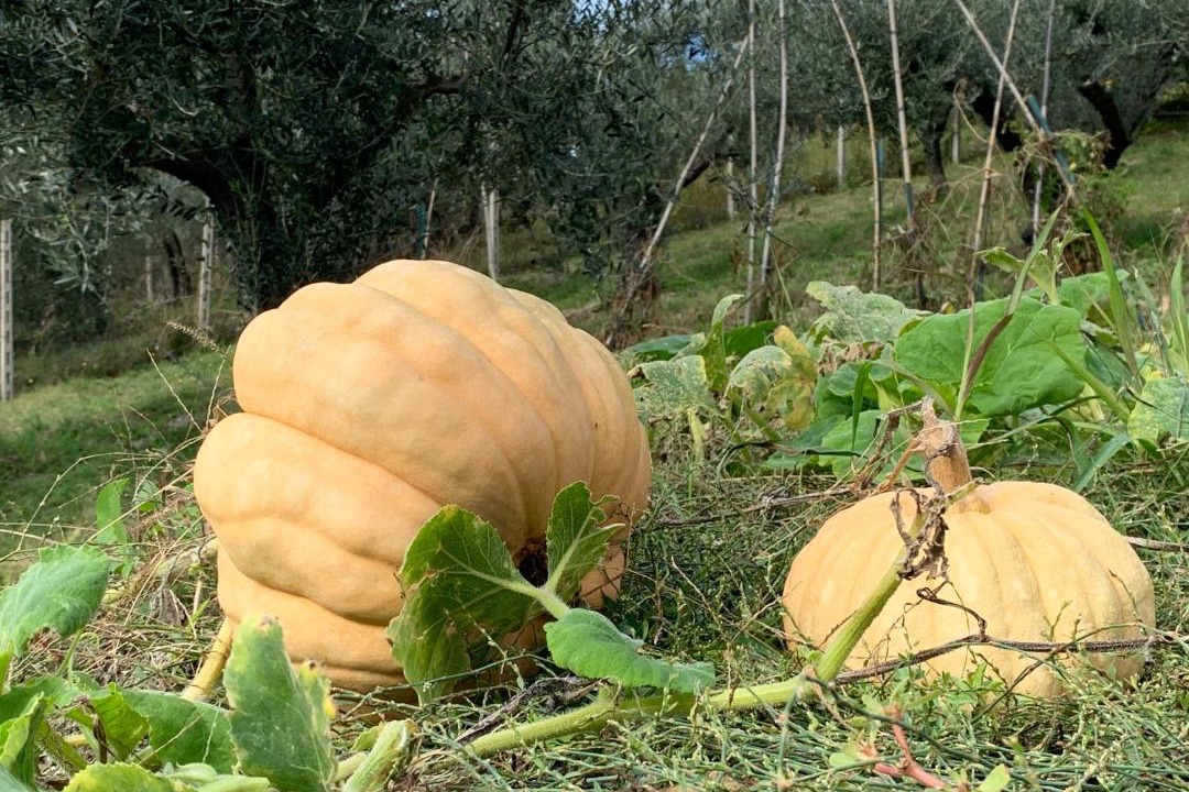 Photo of Others in Castelnuovo di Farfa